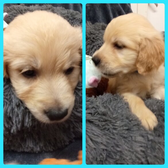 Golden Retriever - Both