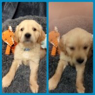 Golden Retriever - Both