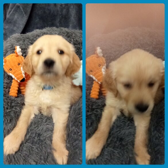 Golden Retriever - Both