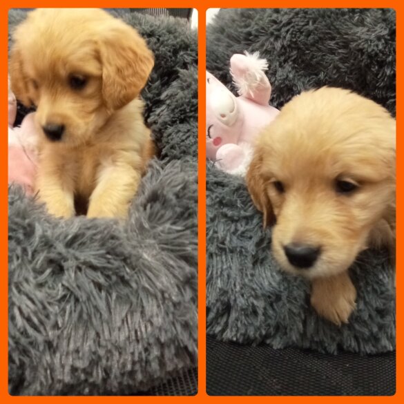 Golden Retriever - Both