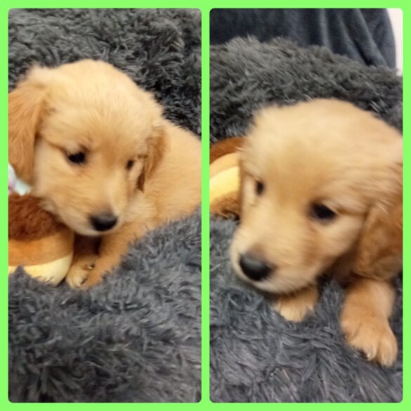 Golden Retriever - Both