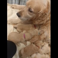 Golden Retriever - Both