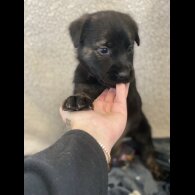 Golden Retriever - Both