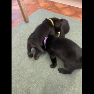 Golden Retriever - Both