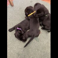 Golden Retriever - Both