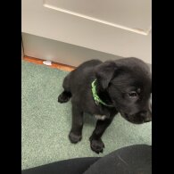Golden Retriever - Both