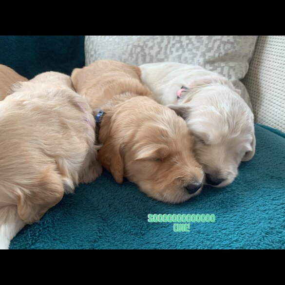 Goldendoodle - Both