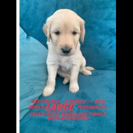 Goldendoodle - Both