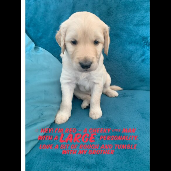 Goldendoodle - Both