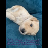 Goldendoodle - Both