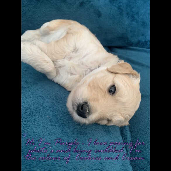 Goldendoodle - Both