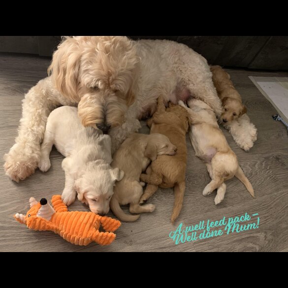 Goldendoodle - Both
