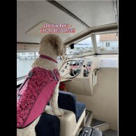 Goldendoodle - Both