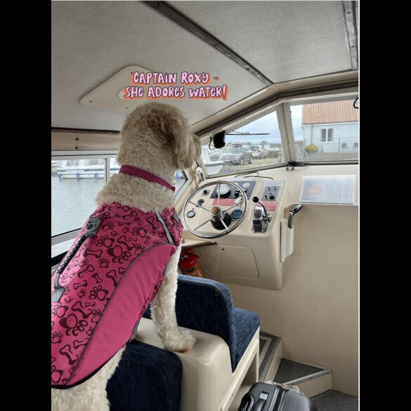 Goldendoodle - Both