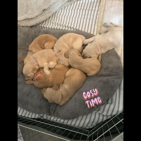 Goldendoodle - Both