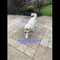 Goldendoodle - Both