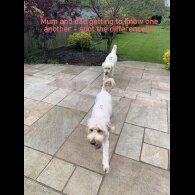 Goldendoodle - Both