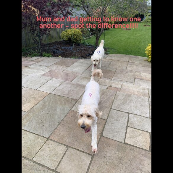 Goldendoodle - Both