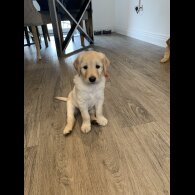 Goldendoodle - Both