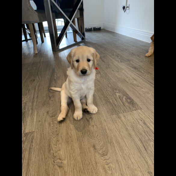 Goldendoodle - Both