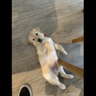 Goldendoodle - Both