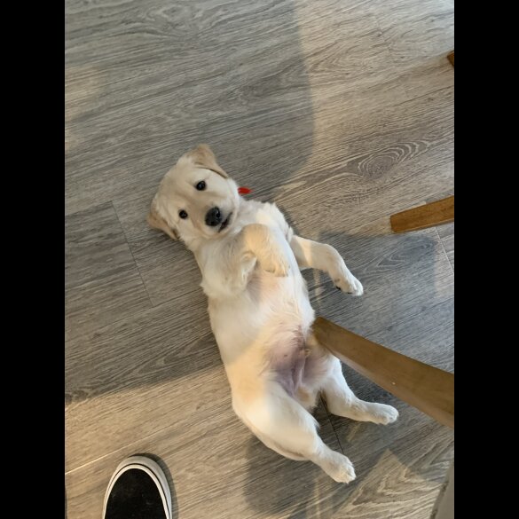 Goldendoodle - Both