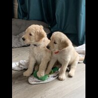Goldendoodle - Both