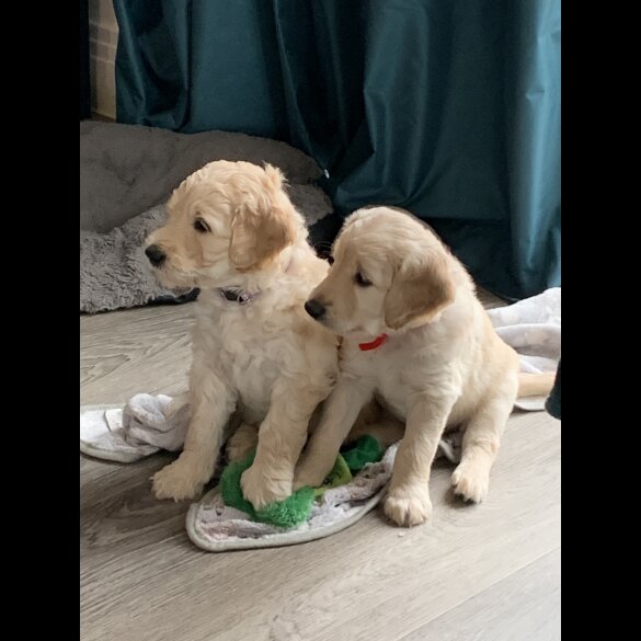 Goldendoodle - Both