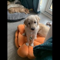 Goldendoodle - Both
