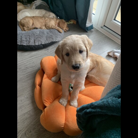 Goldendoodle - Both