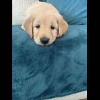 Goldendoodle - Both