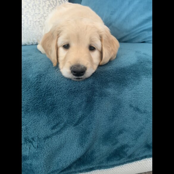 Goldendoodle - Both