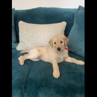 Goldendoodle - Both