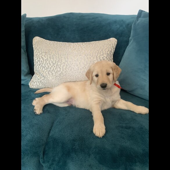 Goldendoodle - Both