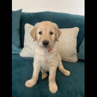 Goldendoodle - Both
