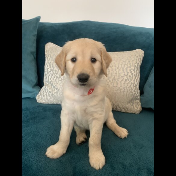 Goldendoodle - Both
