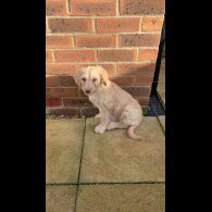 Goldendoodle - Both