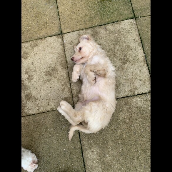 Goldendoodle - Both
