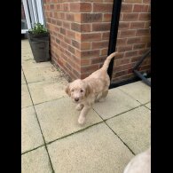 Goldendoodle - Both