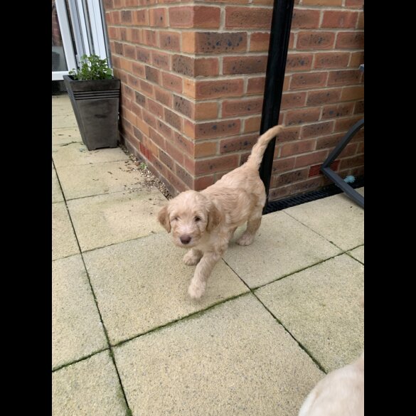 Goldendoodle - Both