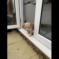 Goldendoodle - Both