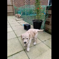 Goldendoodle - Both