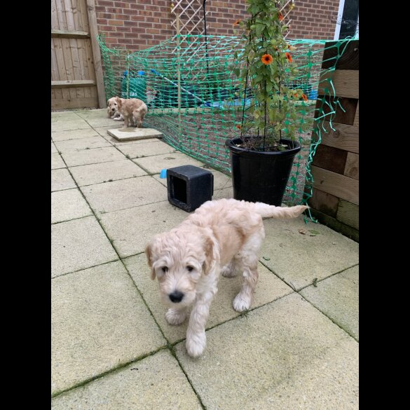Goldendoodle - Both