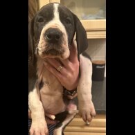 Great Dane - Both