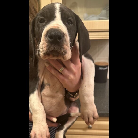 Great Dane - Both