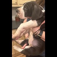 Great Dane - Both
