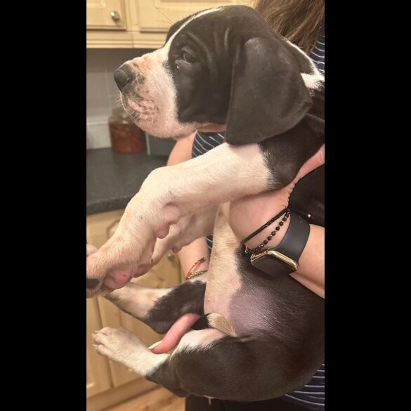 Great Dane - Both