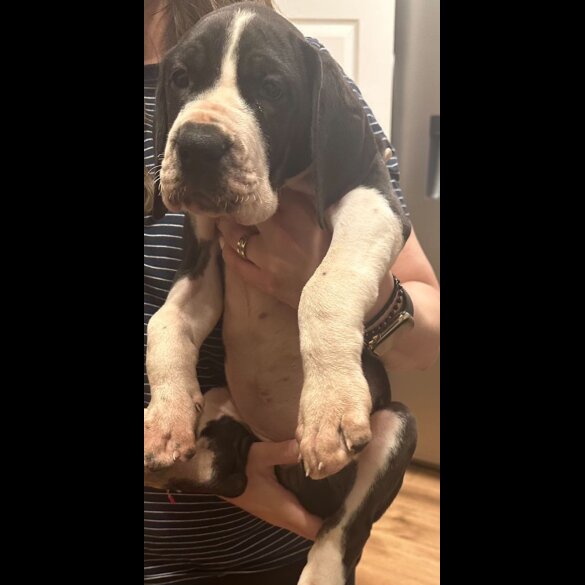 Great Dane - Both