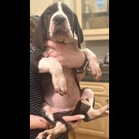 Great Dane - Both
