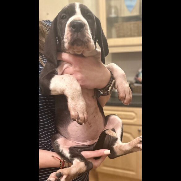 Great Dane - Both